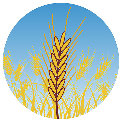 麦の栽培